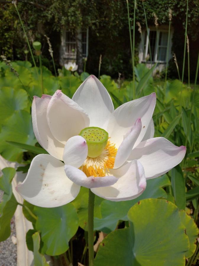 Botanical Garden Otel Zagreb Dış mekan fotoğraf